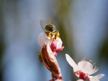 Close-up of bee pollinating on blossoms 