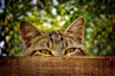 Close-up portrait of a cat