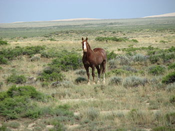 Horse standing on field against sky