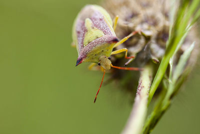 Close-up of insect on plant