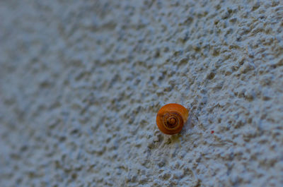 Close-up of snail