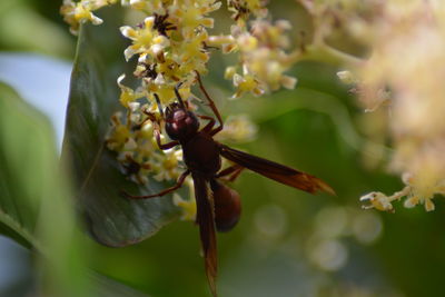 Close-up of insect on flower