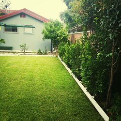 Trees growing in lawn