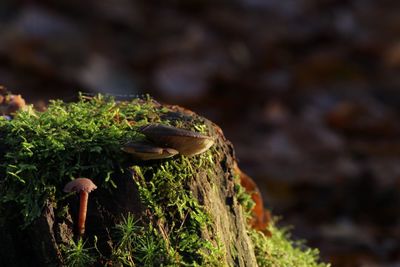 Close-up of lizard on tree