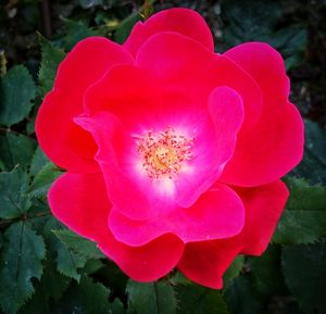 Close-up of pink flower