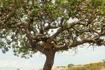 Low angle view of tree trunk