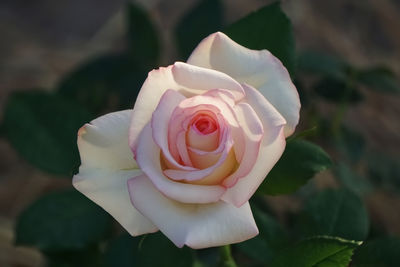 Close-up of pink line on top of white rose petal