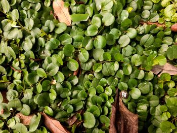 Full frame shot of fruits growing on plant