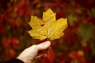 Close-up of hand holding maple leaf