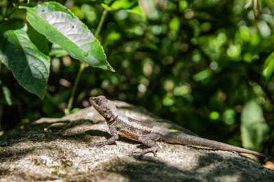 Close-up of lizard