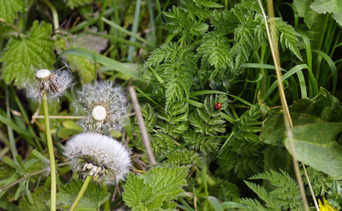 High angle view of white flowering plant on field