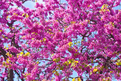 Close-up of pink cherry blossom