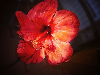 Close-up of hibiscus