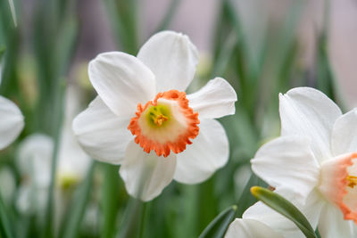 Close-up of white flowering plant