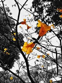 Low angle view of autumn leaves