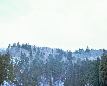 Panoramic view of pine trees against sky during winter