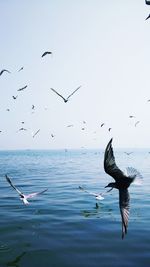 Seagulls flying over sea against sky