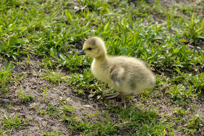 View of a bird on field