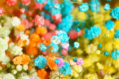 Full frame shot of multi colored flowering plants