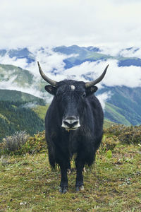 Adult black yak with horns and white spot on head on small meadow covered with grass on top of mountain in valley under clouds