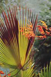 Close-up of leaf