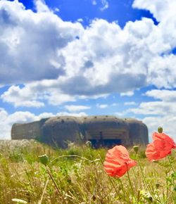 Close-up of poppy on field against sky