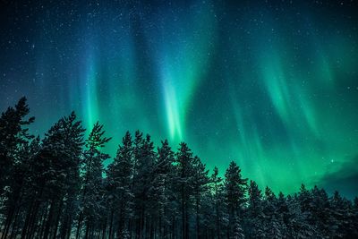 Low angle view of trees against sky at night