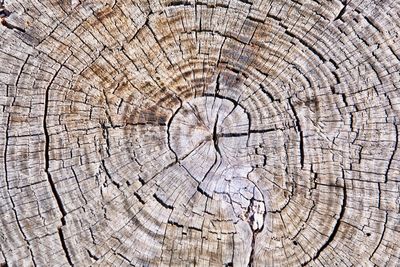 Full frame shot of tree stump in forest