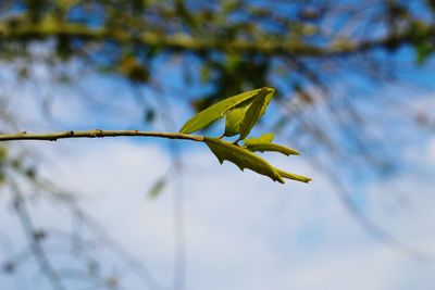 Low angle view of plant against sky