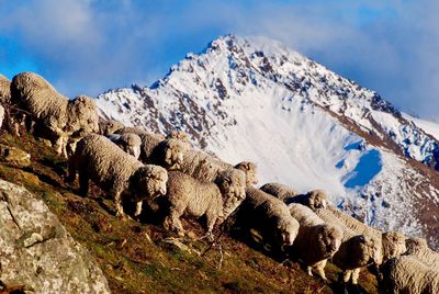 Flock of sheep against snowcapped mountains