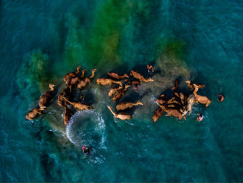 High angle view men with camels in lake