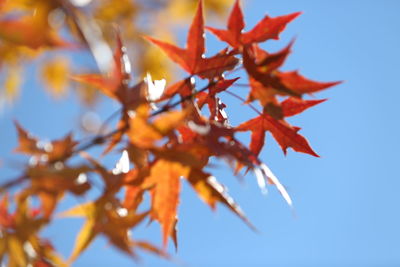 Low angle view of maple leaves against sky