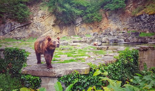 Cat on rock against trees