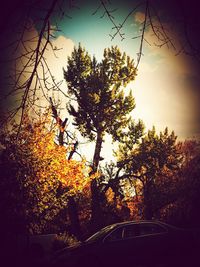 Low angle view of silhouette trees growing against sky