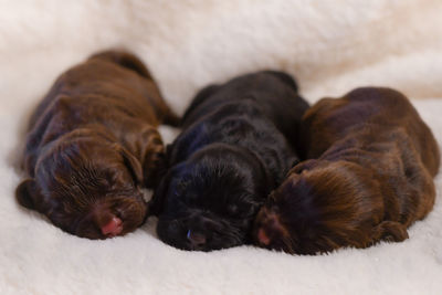 Close-up of dog sleeping