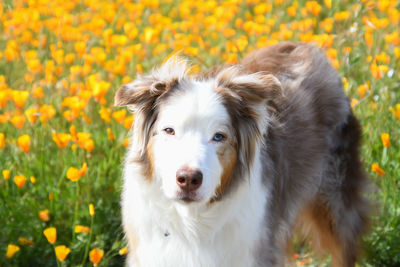 Portrait of dog on field