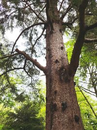 Low angle view of tree in forest