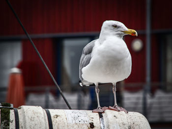 bird