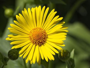 Close-up of yellow flower