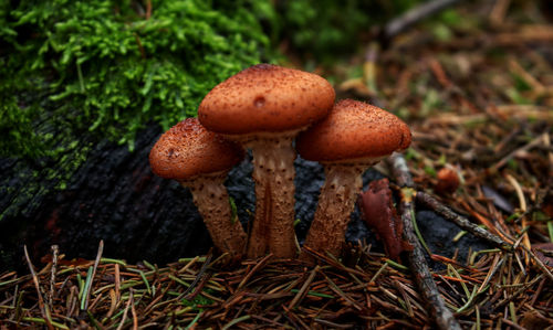 Close-up of mushroom growing on field