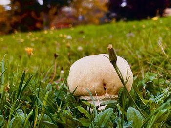 Close-up of white mushrooms growing on field