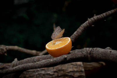 Close-up of orange fruit on tree