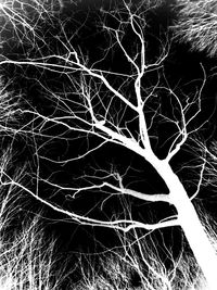 Low angle view of bare trees against sky