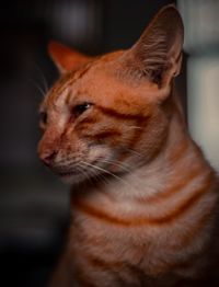 Close-up of a cat looking away