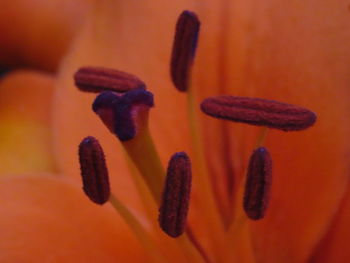 Full frame shot of orange flower