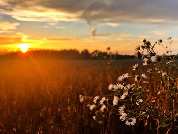 Scenic view of grassy field against sky during sunset