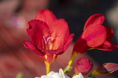 Close-up of raindrops on red freesia