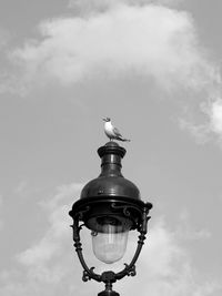 Low angle view of birds against sky