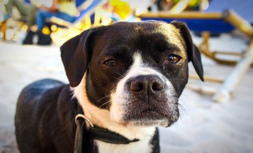 Close-up portrait of a dog