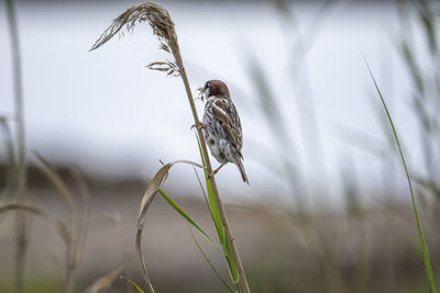 Close-up of bird perching on plant